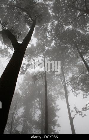 Arbres dans le brouillard, Chengdu, Chine, République populaire de Chine Banque D'Images