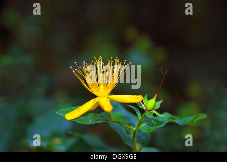 Saint Large-Leaved du millepertuis (Hypericum grandifolium), poussant dans la forêt tropicale, les montagnes d'Anaga, Tenerife, Îles Canaries Banque D'Images