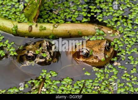 Deux grenouilles, Rana temporaria en bassin de jardin couvert de lentilles d'eau. Le Dorset. Banque D'Images