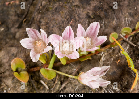 Bog Pimpernel, Anagallis tenella, en fleurs ; lande du Dorset. Banque D'Images