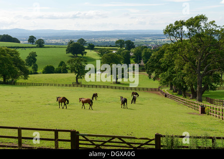 Rolling Cheshire champs verts et la campagne UK Banque D'Images