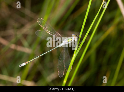 Commun / Common Spreadwing mâle demoiselle d'Émeraude, Lestes sponsa perché. Le Dorset. Banque D'Images