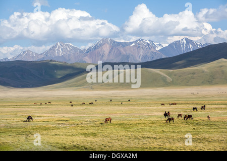 Groupe de chevaux au pâturage en montagne Banque D'Images