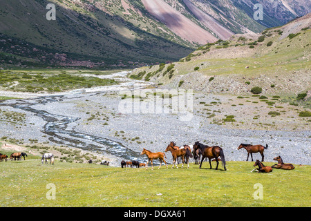 Le pâturage des chevaux sur l'herbe en montagne Banque D'Images