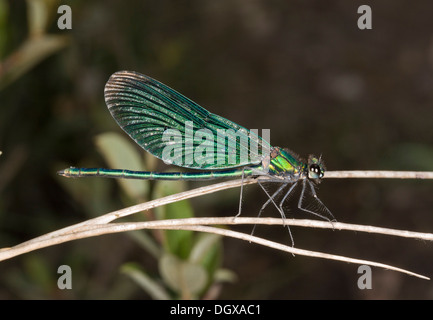 Belle Demoiselle, Calopteryx virgo libellule - mâle perché. New Forest, Hants. Banque D'Images