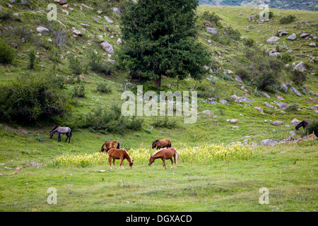 Les chevaux pâturage sur le terrain Banque D'Images