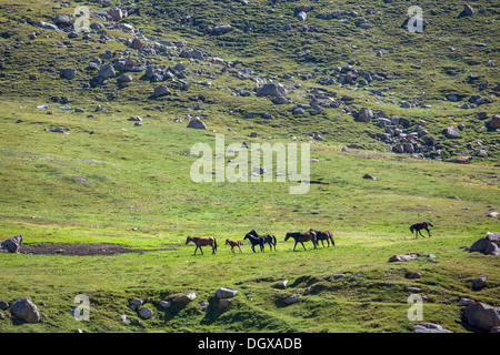 Troupeau de chevaux dans les montagnes à pied Banque D'Images