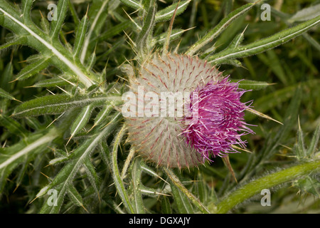 Chardon laineux, Cirsium eriophorum capitule. Le Dorset. Banque D'Images