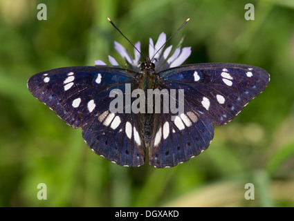 Southern white admiral Limenitis reducta butterfly Banque D'Images