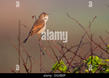 Fauvette grisette (Sylvia communis), chant, Texel, aux Pays-Bas, en Europe Banque D'Images