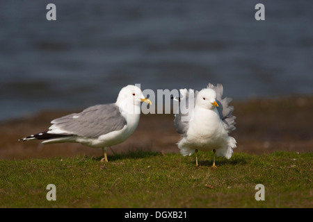 Gullor commun ou Mew Gull (Larus canus), Texel, aux Pays-Bas, en Europe Banque D'Images