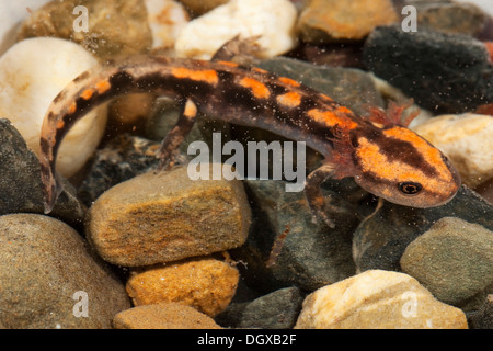 Salamandre (Salamandra salamandra incendie) les larves dans l'eau, montagnes du Harz (Saxe-Anhalt) Banque D'Images