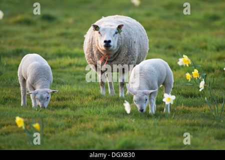 Le mouton domestique (Ovis orientalis) bélier avec agneaux, Texel, aux Pays-Bas, en Europe Banque D'Images