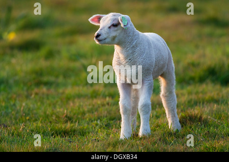 Le mouton domestique (Ovis orientalis), l'agneau, Bélier Texel, aux Pays-Bas, en Europe Banque D'Images