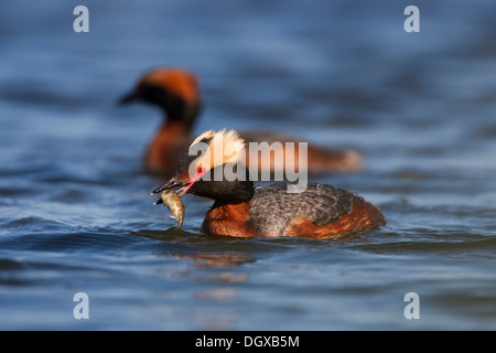 Paire de Grèbe esclavon (Podiceps auritus), Reykjavík, Islande, Europe Banque D'Images