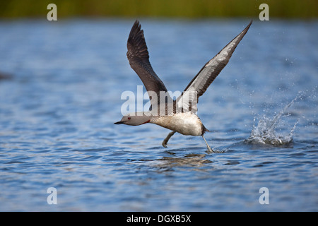 Plongeon catmarin ou jiujitsu (Gavia stellata), Hot bird prend son essor, le nord de l'Islande, de l'Europe Banque D'Images