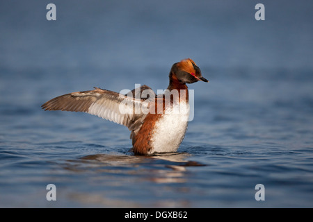 Grèbe esclavon Grèbe de Slavonie ou (Podiceps auritus), Hot bird, Myvatn, Islande, Europe Banque D'Images