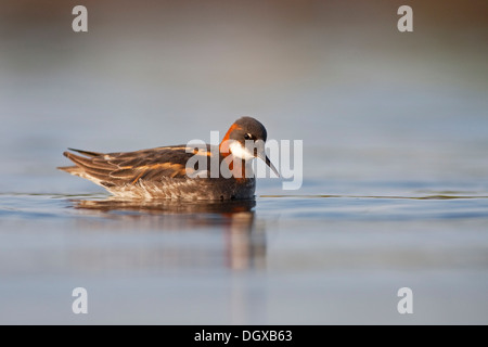 Le phalarope à bec étroit (Phalaropus lobatus), Reykjavík, Islande, Europe Banque D'Images