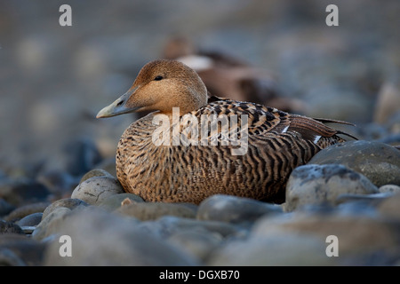 L'Eider à duvet (Somateria mollissima), femme, Joekulsarlon, Islande, Europe Banque D'Images