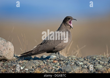 Labbe parasite (Stercorarius parasiticus), plumage brun foncé, Joekulsarlon, Islande, Europe Banque D'Images