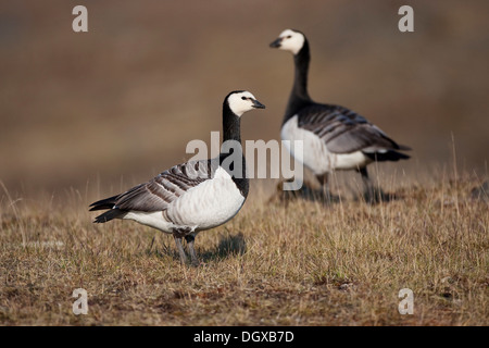 La Bernache nonnette (Branta leucopsis), des oiseaux adultes, Joekulsarlon, Islande, Europe Banque D'Images