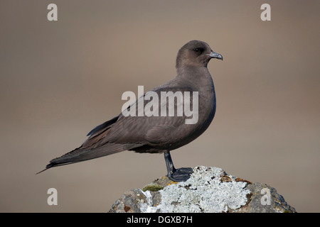 Labbe parasite (Stercorarius parasiticus), plumage brun foncé, Joekulsarlon, Islande, Europe Banque D'Images