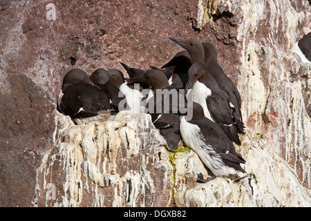 Guillemot marmette Common ou guillemot (Uria aalge), colonie de reproduction sur les rochers, Latrabjarg, Westfjords, Islande, Europe Banque D'Images