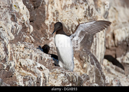 Guillemot marmette Common ou guillemot (Uria aalge), colonie de reproduction sur les rochers, Latrabjarg, Westfjords, Islande, Europe Banque D'Images