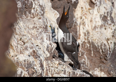 Guillemot marmette Common ou guillemot (Uria aalge), colonie de reproduction sur les rochers, Latrabjarg, Westfjords, Islande, Europe Banque D'Images