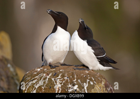 Petit pingouin (Alca torda), paire, Latrabjarg, Westfjords, Islande, Europe Banque D'Images