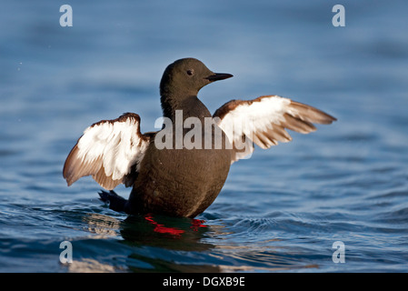 Le Guillemot à miroir (Cepphus grylle), l'île de Flatey, Islande, Europe Banque D'Images