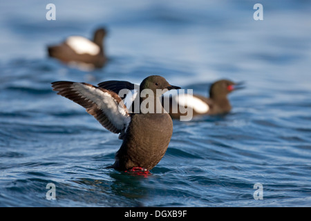 Le Guillemot à miroir (Cepphus grylle), l'île de Flatey, Islande, Europe Banque D'Images