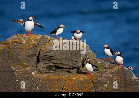 Le Macareux moine (Fratercula arctica), l'île de Flatey, Islande, Europe Banque D'Images