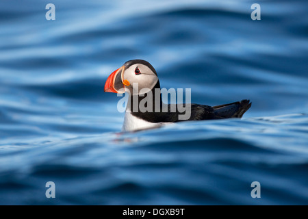 Macareux moine (Fratercula arctica), la natation, l'île de Flatey, Islande, Europe Banque D'Images