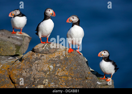 Le Macareux moine (Fratercula arctica), l'île de Flatey, Islande, Europe Banque D'Images