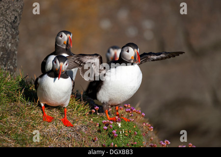 Le Macareux moine (Fratercula arctica), l'île de Flatey, Islande, Europe Banque D'Images