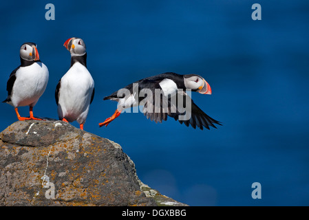 Le Macareux moine (Fratercula arctica), l'île de Flatey, Islande, Europe Banque D'Images