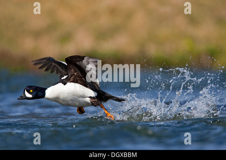 Garrot d'Islande (Bucephala islandica) sur la rivière Laxa, 73320, Islande, Europe Banque D'Images