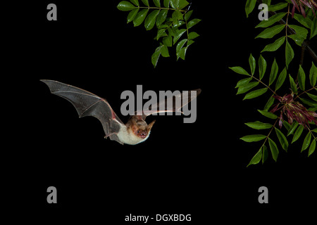 Une plus grande chauve-souris de la souris (Myotis myotis) en vol, Bulgarie, Europe Banque D'Images