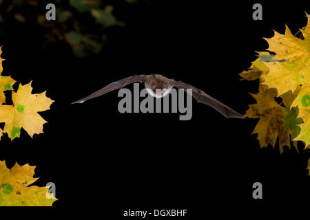 La Bat (Bechstein Myotis bechsteinii) en vol, Thuringe, Allemagne Banque D'Images