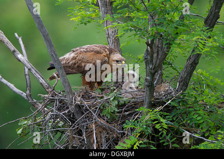 Long-legged Buzzard (Buteo Rufinus), femme, l'alimentation, les jeunes poussins, d'oiseaux sur le nid, la Bulgarie du nord, Bulgarie Banque D'Images