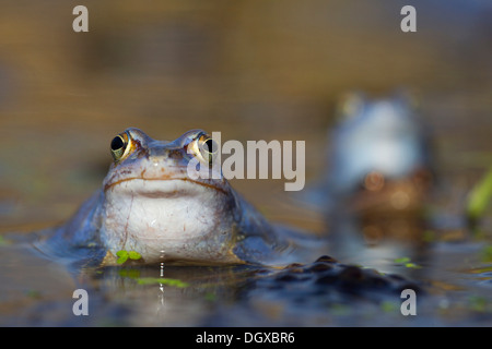 Moor Frog (Rana arvalis), homme pendant la saison des amours, Feldberg Lake District, Mecklembourg-Poméranie-Occidentale, Allemagne Banque D'Images