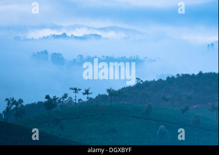 Lever tôt le matin avec brouillard à la plantation de thé. Munnar, Kerala, Inde. Nature fond Banque D'Images