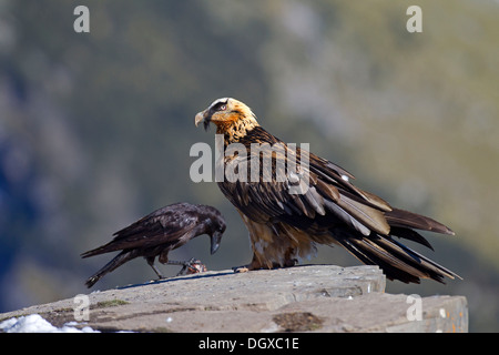 Gypaète barbu (LIC)), d'oiseaux subadultes, Pyrénées, Aragon, Espagne Banque D'Images