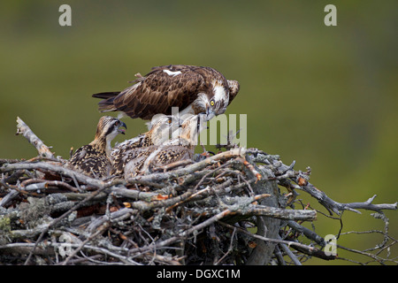 Sea Hawk ou balbuzard (Pandion haliaetus) nourrir les jeunes oiseaux, sous-région de Kajaani, Finlande Banque D'Images