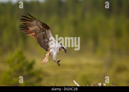 Sea Hawk ou balbuzard (Pandion haliaetus) s'adresse à la terre, sous-région de Kajaani, Finlande Banque D'Images