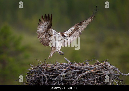 Sea Hawk ou balbuzard (Pandion haliaetus) s'adresse à la terre sur un nid d'aigle, sous-région de Kajaani, Finlande Banque D'Images