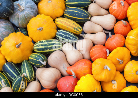 Chasse d'automne de courges et citrouilles colorées affichées à l'exposition alimentaire des "indestructibles,affichage de légumes - Kew Gardens, Londres, UK Banque D'Images