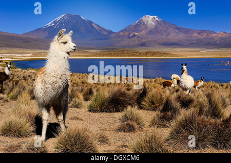 Les lamas (Lama) et le lagon en face de Parinacotta et Pinarappe les volcans, le parc national de Sajama, La Paz, Bolivie Banque D'Images