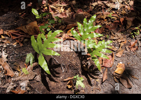 Une fougère Microsporum scolopendrium des Seychelles Banque D'Images